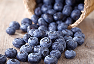 Phasellus rutrum augue nec